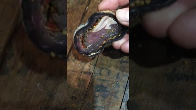 сыро вяленая козлятина