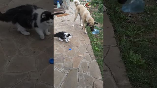 ANATOLIAN SHEPHERD DOG Анатолийская овчарка