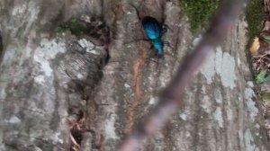 ИЩЕМ МУРАВЬЁВ ГИГАНТОВ И МАЛЫШЕЙ | Camponotus,temnothorax | ИЛИ  В ПОИСКАХ МАТОК !