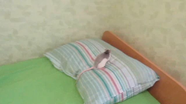 И вновь новая домашняя крыса! смотреть онлайн