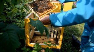 Стеклянный улей. Заселение. 2016 год