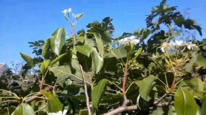 В октябре цветёт груша!Очень тепло!🍁🍇🍎