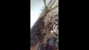 Саженцы от питомника Розомания. Часть 1.