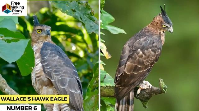 10 MALAKAS at Maganda AGILA SA MUNDO | Philippine Eagle, Golden Eagle, Bald Eagle | TOP 10 Eagles смотреть онлайн