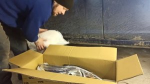 "Телевизор" на Форд Фокус и всякая мелочь