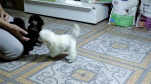 Той - пудели серо бело черные