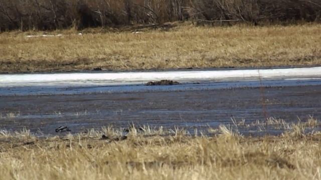 Утки в Якутии! Кряквы! Duck in Yakutia! FULL HD! 06/05/21 смотреть онлайн