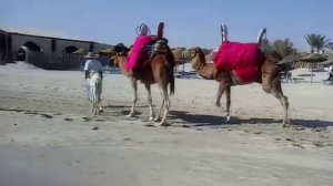 Незабываемый отдых в Тунисе. Джерба, 2016