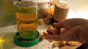 Перепела. малыши. техасский белый перепел.