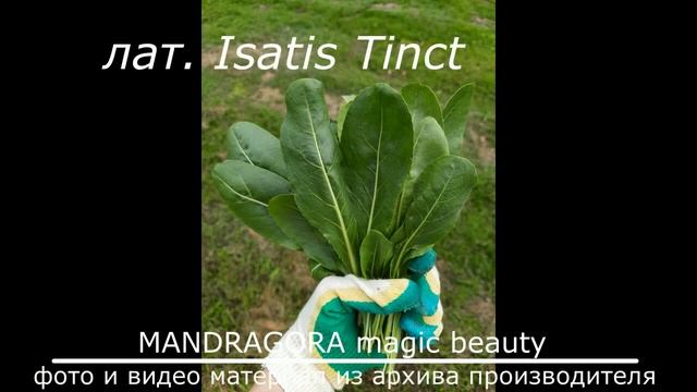Настоящее масло листьев усьмы и отличие от подделки
