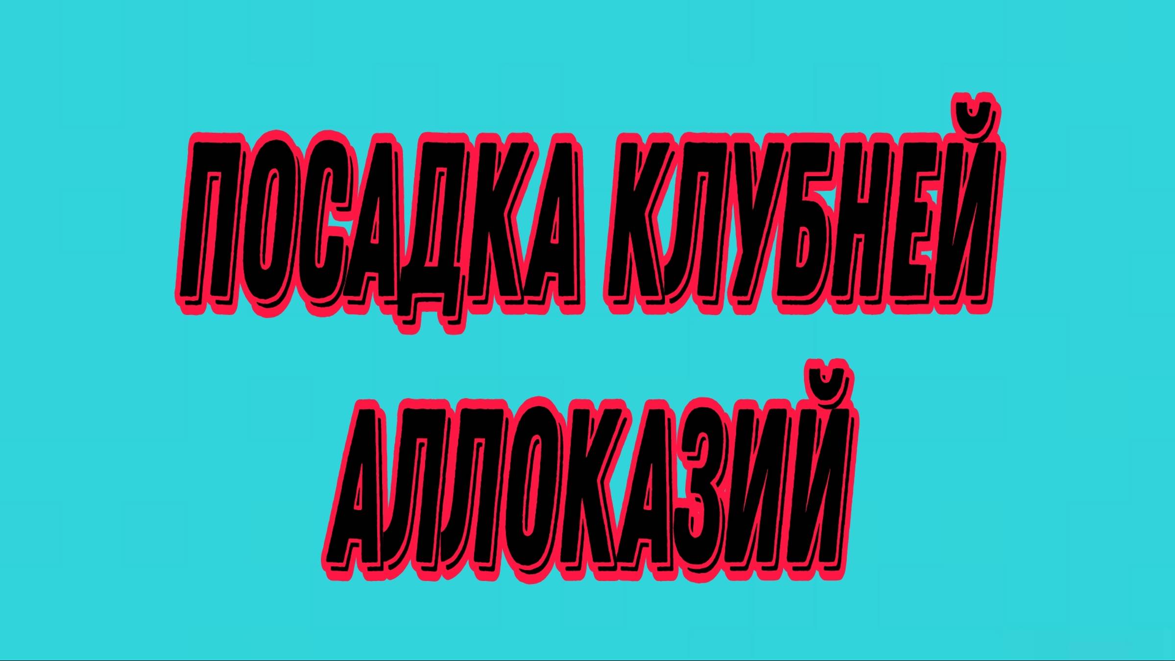 Посадка клубней Аллоказий