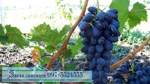 Виноград сорта "Фараон", "Сентябрина"
