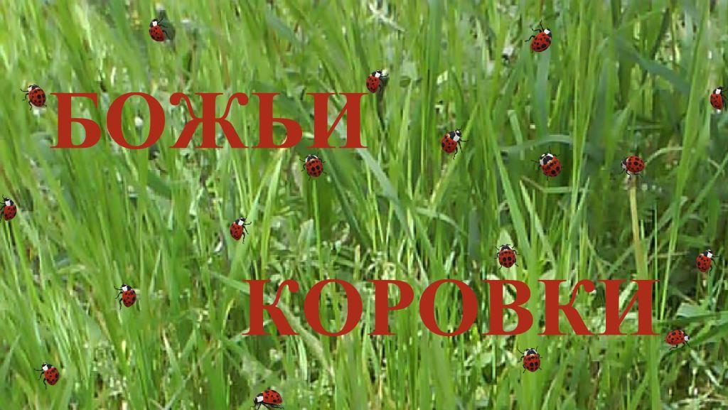 БОЖЬИ КОРОВКИ   dub