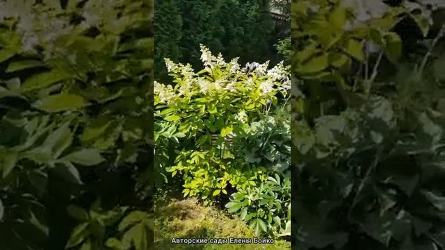 Ландшафтный дизайн: Сад для мамы.