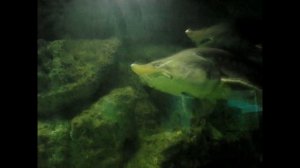 Рыба калуга