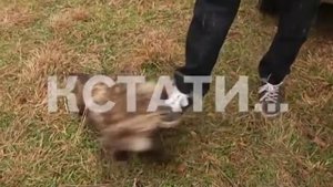 Тайна «нижегородской чупакабры» раскрыта - собаки растерзали убийцу домашних животных