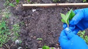 Черенкование метельчатой гортензии, результат потрясающий