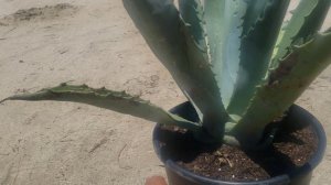 How to propagate and repot agave pups - 5 plants for the price of 1