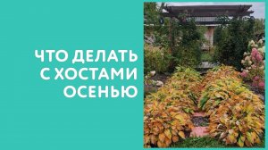 Нужно ли обрезать хосты к зиме? И помогает ли обрезка в борьбе с улитками и слизнями. Сад в октябре