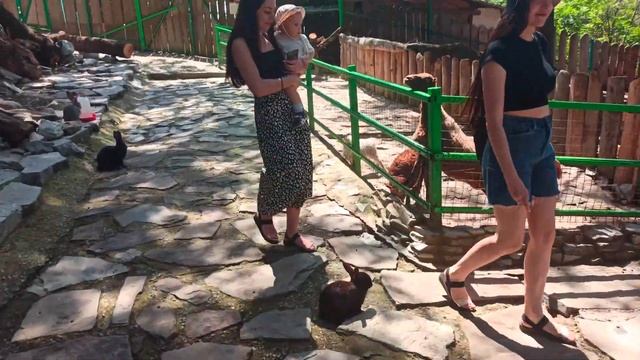 Геленджик канатная дорога Олимп, контактный зоопарк. Зайцы 02.06.2022 смотреть онлайн