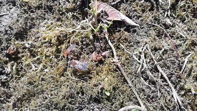 Весна время пробуждения. Проснулись пчёлы и шмели. смотреть онлайн