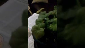 обрезка. сухих цветоносов у пеларгонии