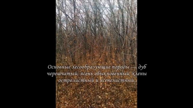 Грачёвская лесная дача.mp4 смотреть онлайн