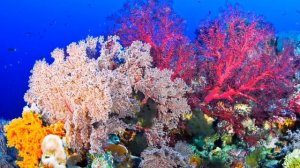 ЧТО  ТАКОЕ  КОРАЛЛОВЫЕ  РИФЫ  ?