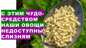 Вот это средство - самое лучшее против слизней в теплице и садуThis is the best remedy against slugs