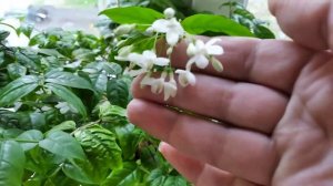 Райтия белая не махровая.