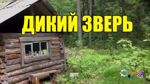 ПРИРУЧИТЬ ВОЛКА | Подарок охотника 1 из 2 смотреть онлайн