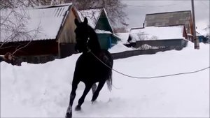 Цыгане в Панкрушихе на орловских рысаках.