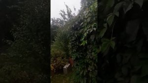 Бузина.Как выглядит, где растет.На городе  бузина а в Киеве дядько.