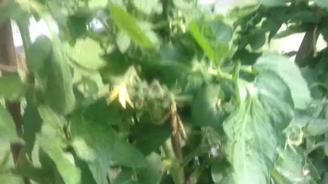 Видео от 03.07.2016 (6кг огурцов и первый урожай помидоров) смотреть онлайн