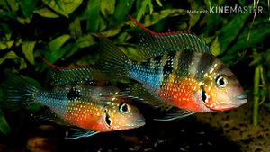 ЦИХЛАЗОМА ЭЛИОТА(ОБЗОР)