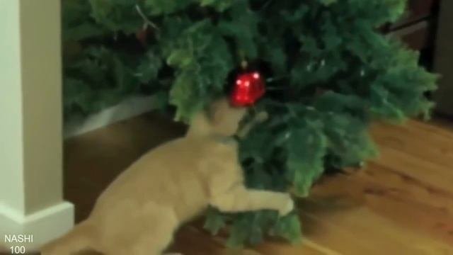 Приколы с котами  Коты и елки   новогоднее побоище  Смешное, веселое видео с