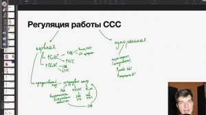 6.56. Регуляция давления крови и частоты сердечных сокращений | Анатомия к ЕГЭ | Георгий Мишуровски