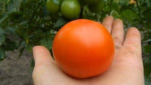 Томат Снегопад F1