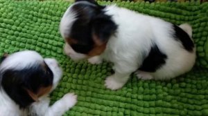 Щенкам 3 недели. Первый прикорм. Меняем подстилку.