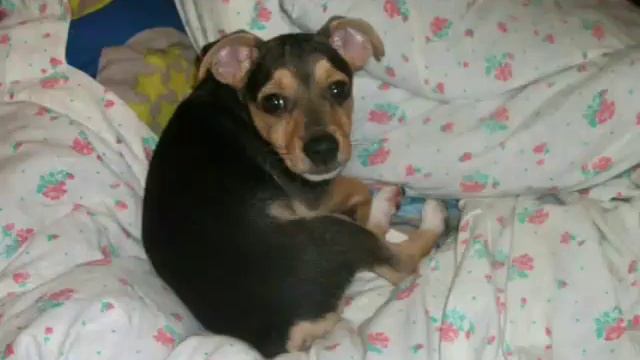 Карликовые пинчеры! смотреть онлайн