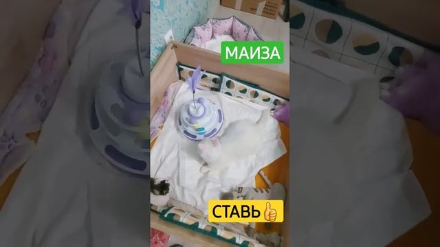 Маиза белея кошка с разными глазами,игрушка для кошки #shorts