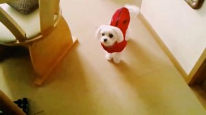 Подборка видео с забавными собачками.Смешные животные