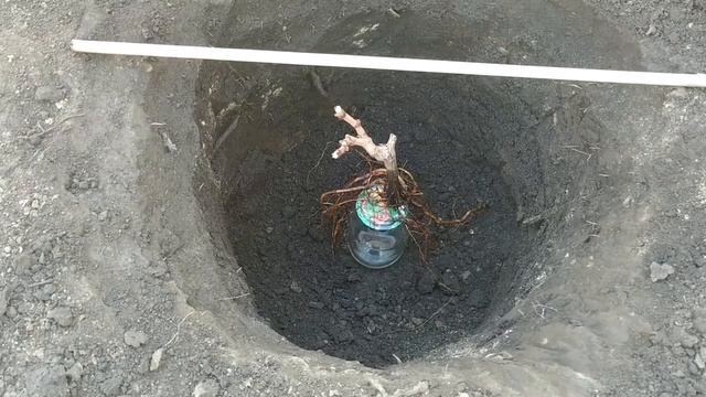 ? МАЛЕНЬКАЯ ХИТРОСТЬ ПРИ ПОСАДКЕ ВИНОГРАДА. Как посадить короткие, двухглазковые саженцы винограда.
