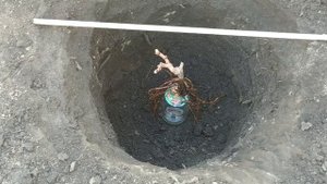 ? МАЛЕНЬКАЯ ХИТРОСТЬ ПРИ ПОСАДКЕ ВИНОГРАДА. Как посадить короткие, двухглазковые саженцы винограда.