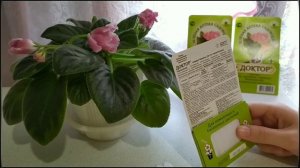 ФИАЛКИ. КАК БОРОТЬСЯ С ВРЕДИТЕЛЯМИ НА ФИАЛКАХ?