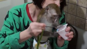 Яванская макака