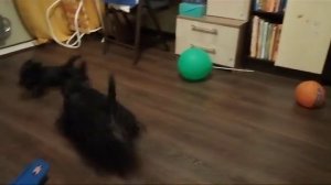 Питомник Альба Омега предлагает щенков Скотч терьера старший брат ПЕТЯ И ДЕВОЧКИ 1