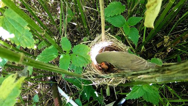 Вкусный паук /Mother Feeding Big Food To Small Baby смотреть онлайн