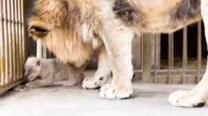 Львица Луна БРОСИЛА ДОЧКУ!!! На помощь пришёл Папа - Лев! Гефест лучший отец !