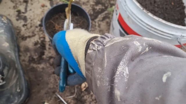 Весенняя обрезка цитрусов. смотреть онлайн